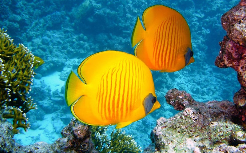 Deep-Sea Exploration